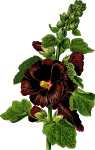 Hollyhock (detailed)